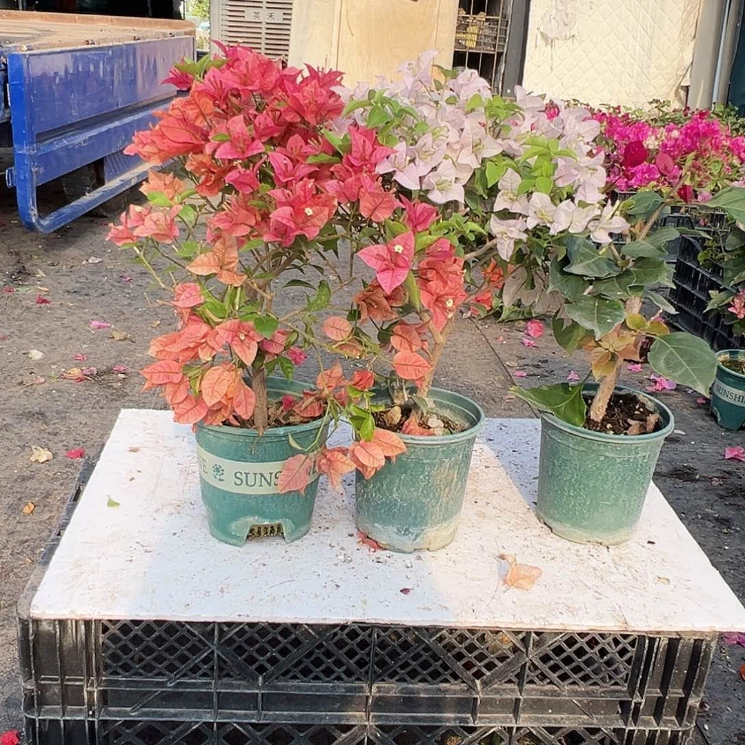 大部分花苞少量开放酒红，苹果花，黑暗行者组合
