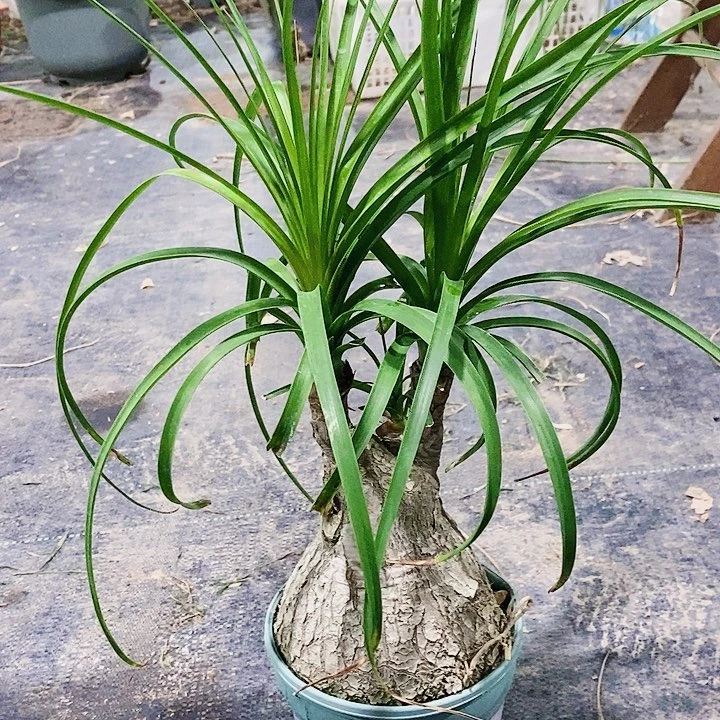 山***红完全开放双头酒瓶兰