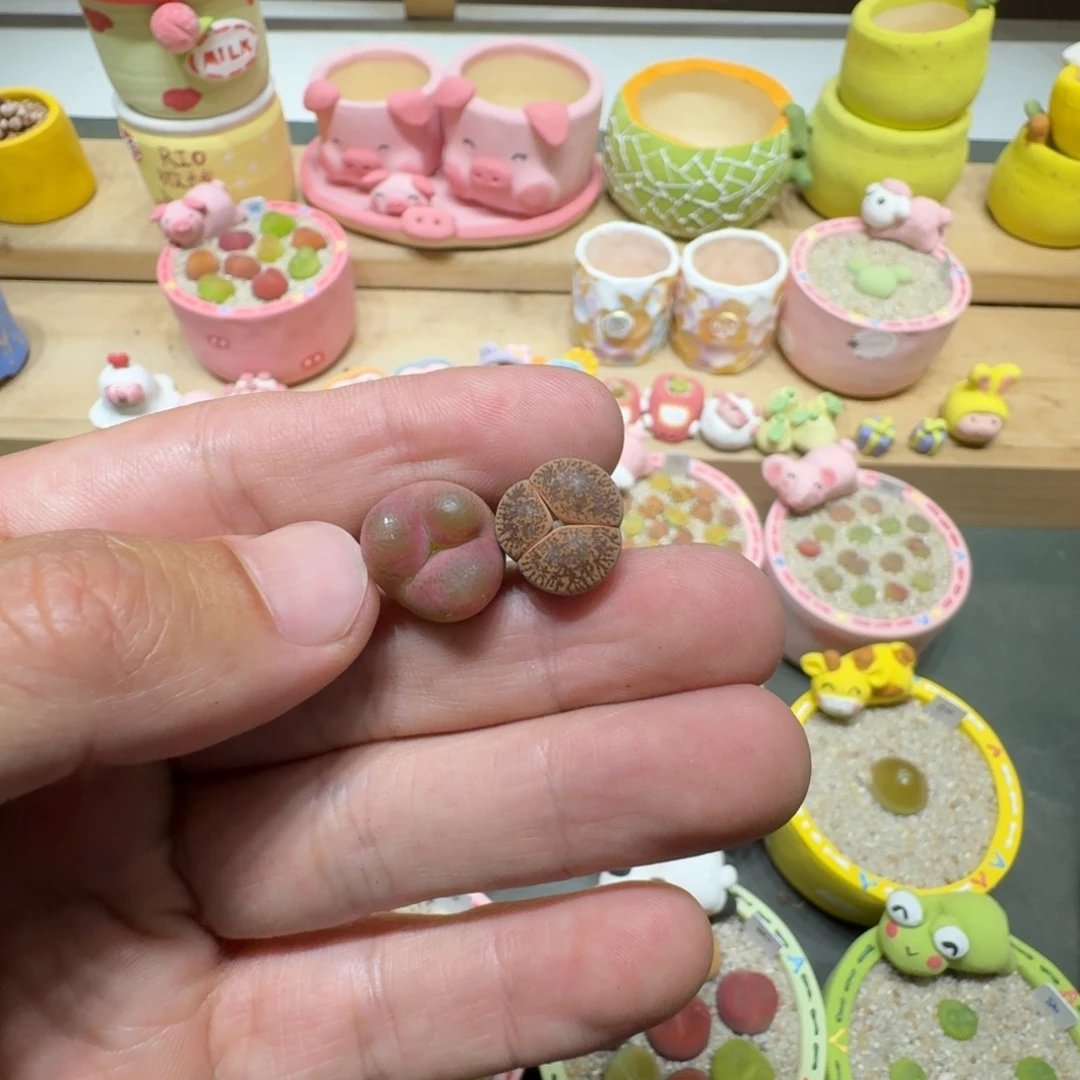 姜***姜蘑菇224花花花花