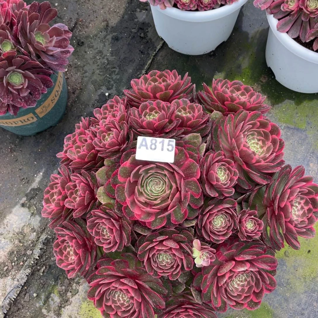 茶杯紫砂简*815个哥哥哈哈就