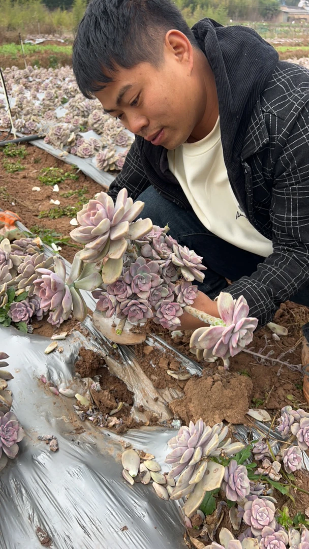 老桩紫乐一箱不售后冻了也不保