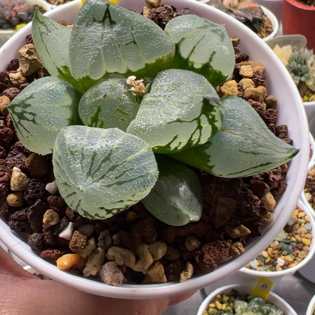 60号杨贵妃1111111111111111