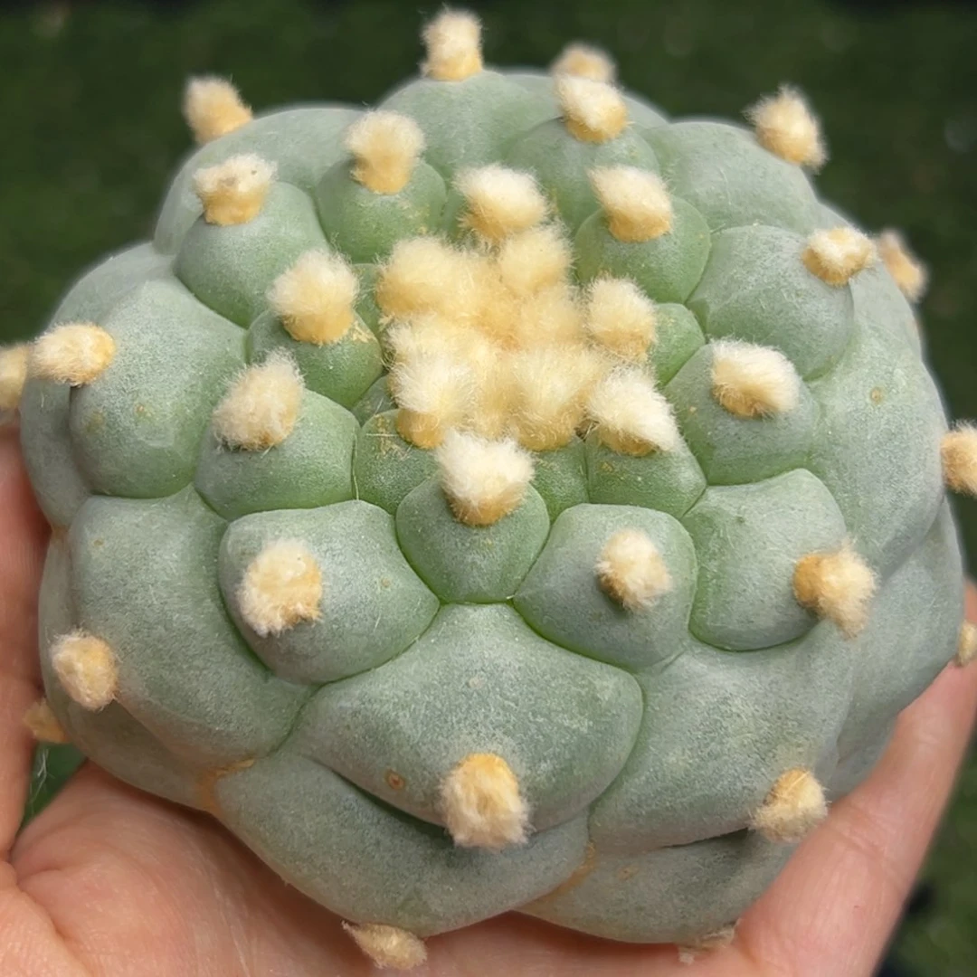 顾***c 127 无根 晾半个月上盆