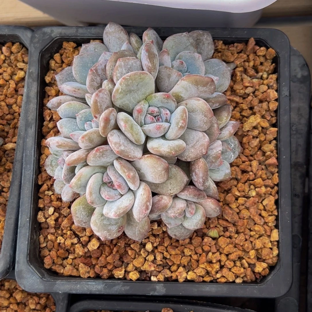 肉***肉新年快乐 新年快乐