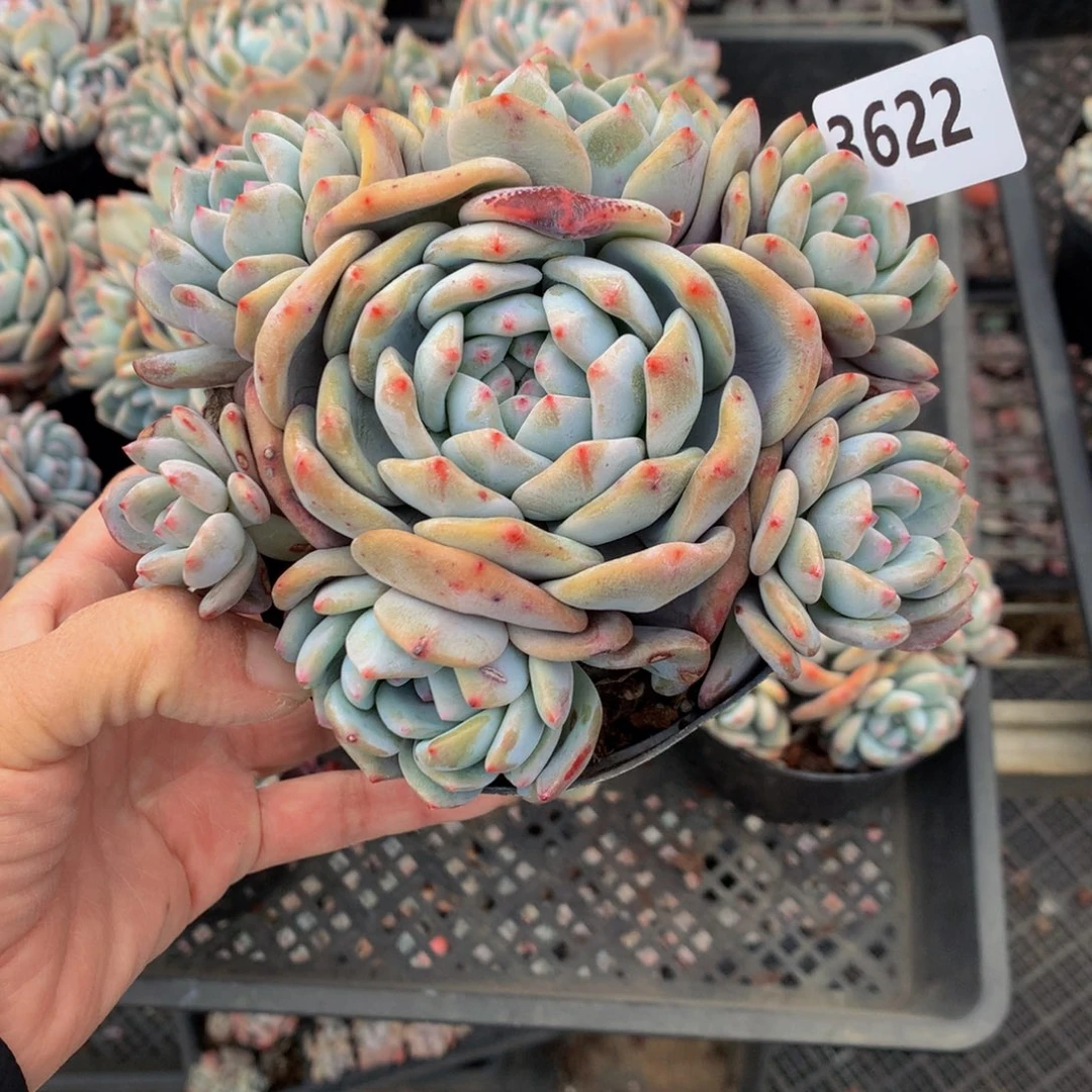 善3622多头一，嗯嗯嗯哦这个词也