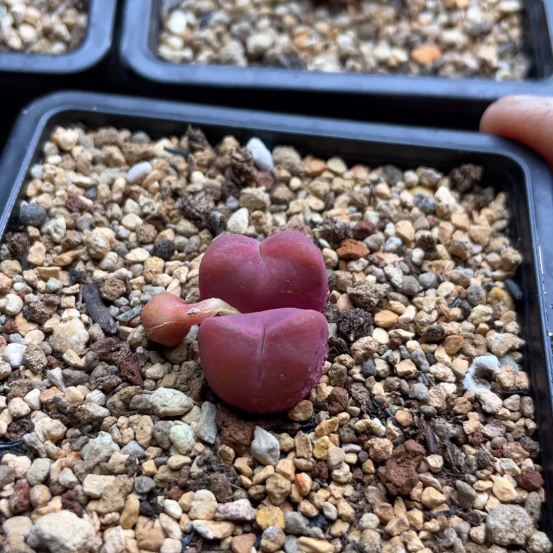 多肉双头优选厚皮吕氏一棵特