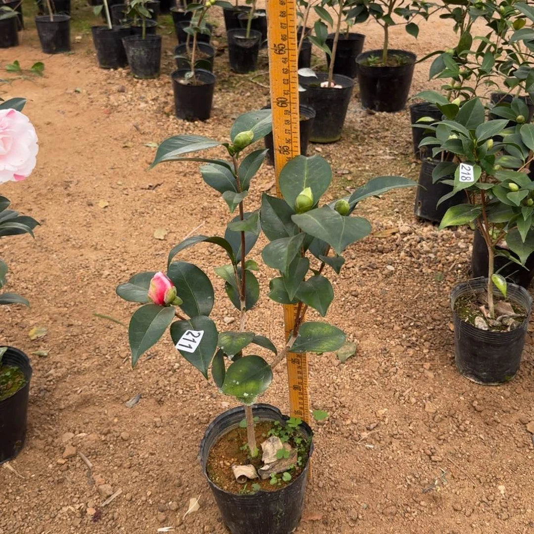 少量花朵（建议范围：2朵-5朵 或40%以下）211龙火珠