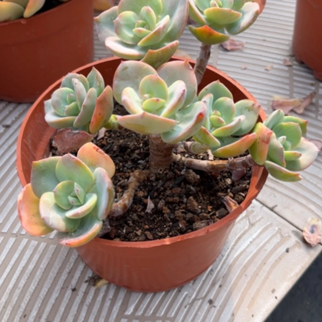 【闪购商品】?****白凤