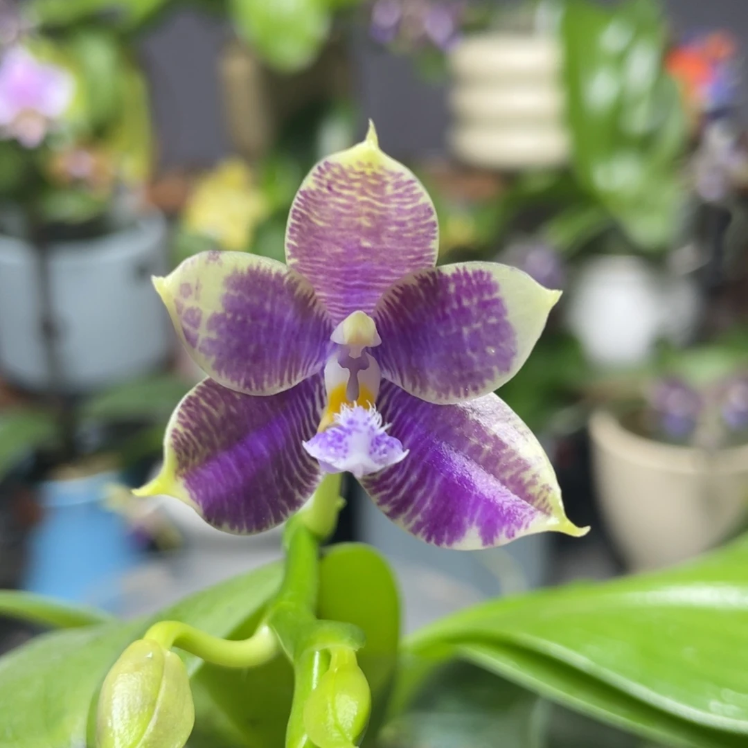 完全开放11111，2.5杯开花株