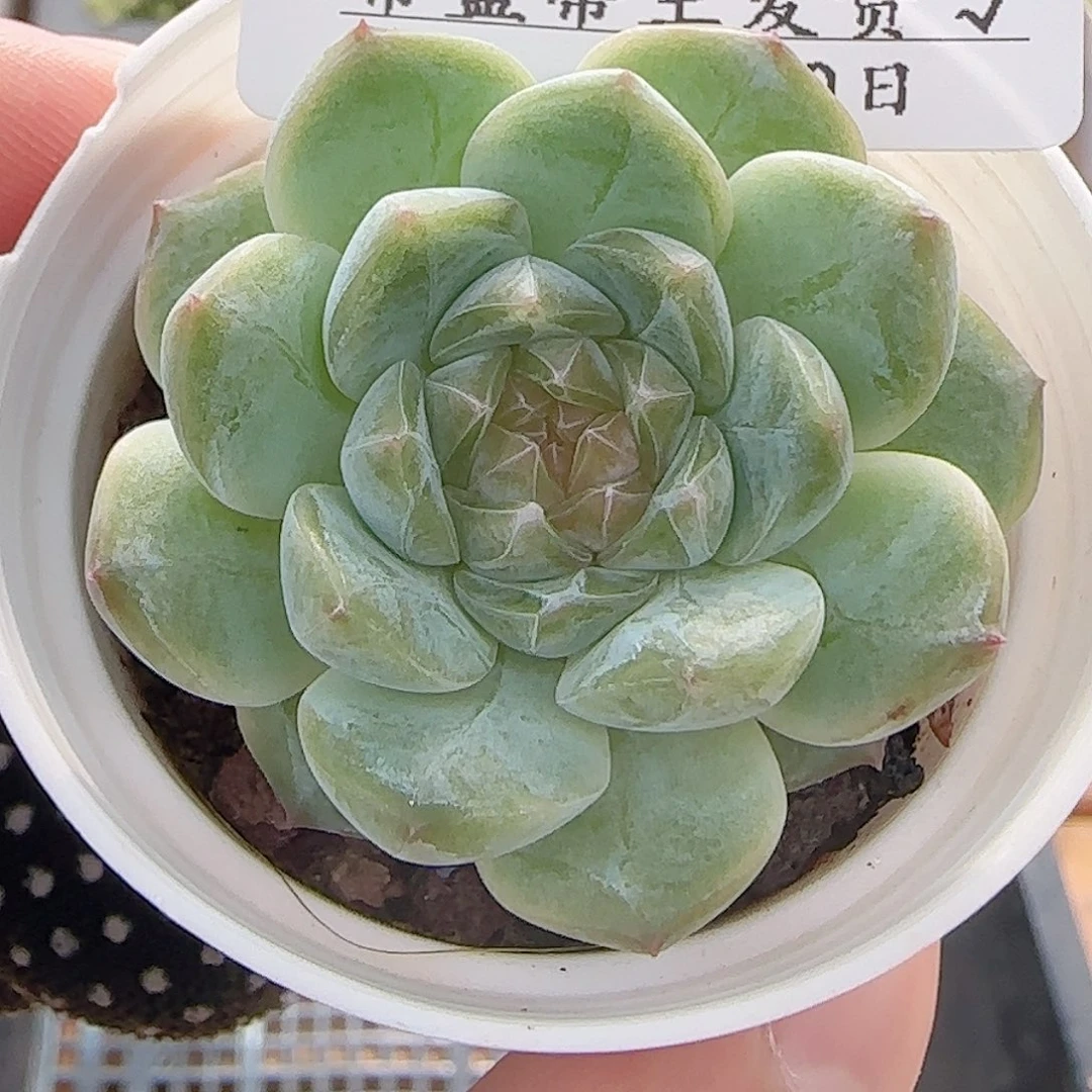 多肉0730-82糖心糖心