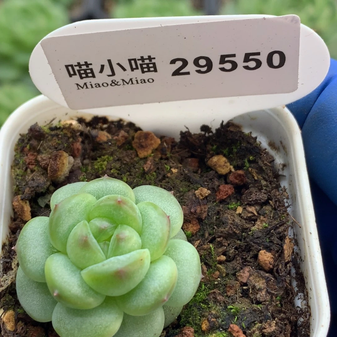 多肉植物杂交珍妮