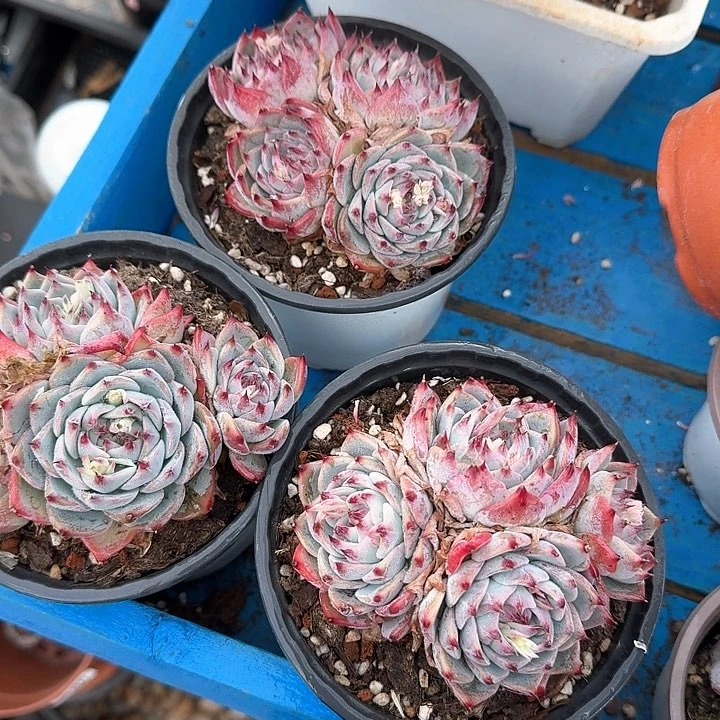 吉娃娃多肉植物群生3棵
