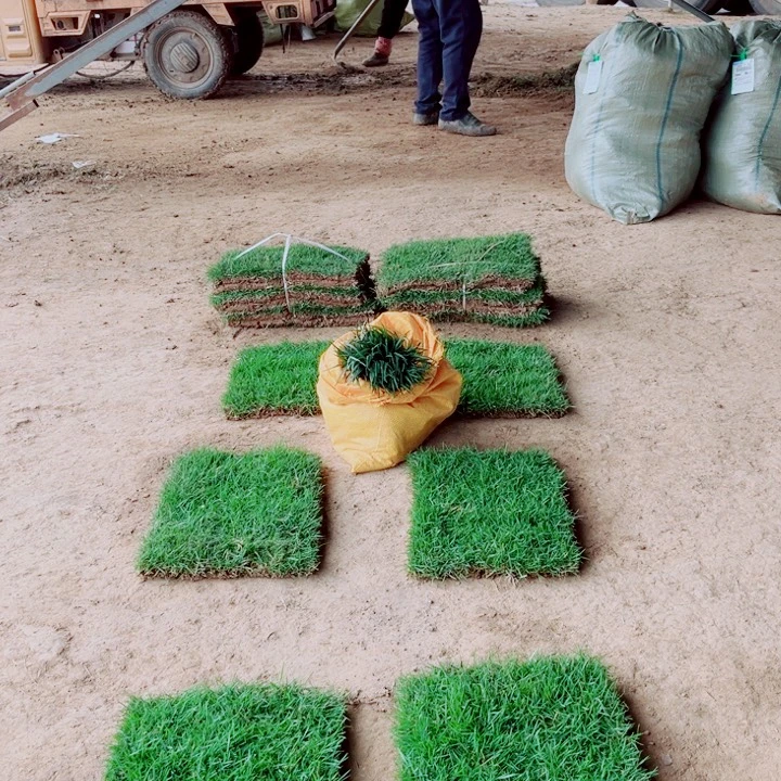 青***存无花朵马尼拉草包邮