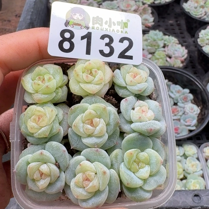 多肉植物多肉植物