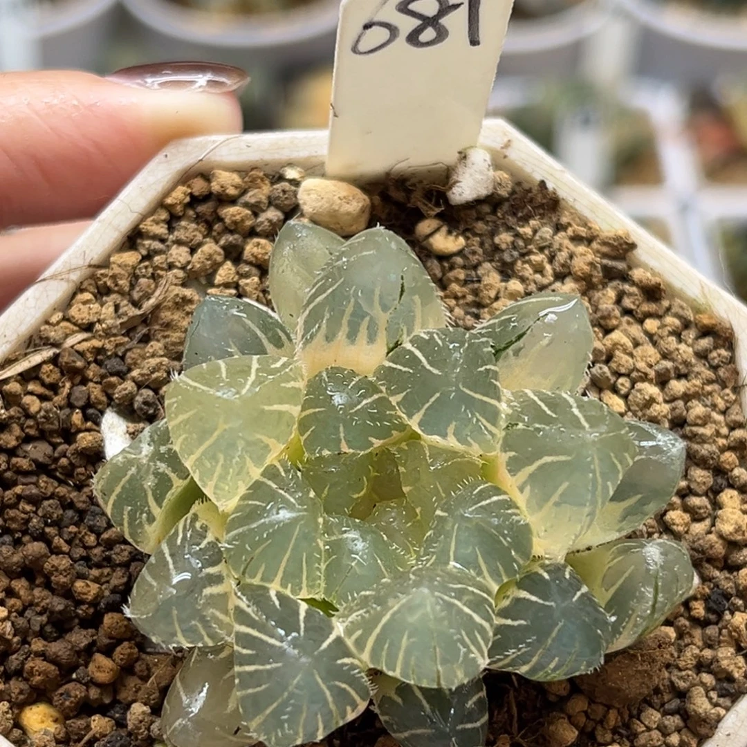 681糊斑冰灯毛玉露锦福利专场