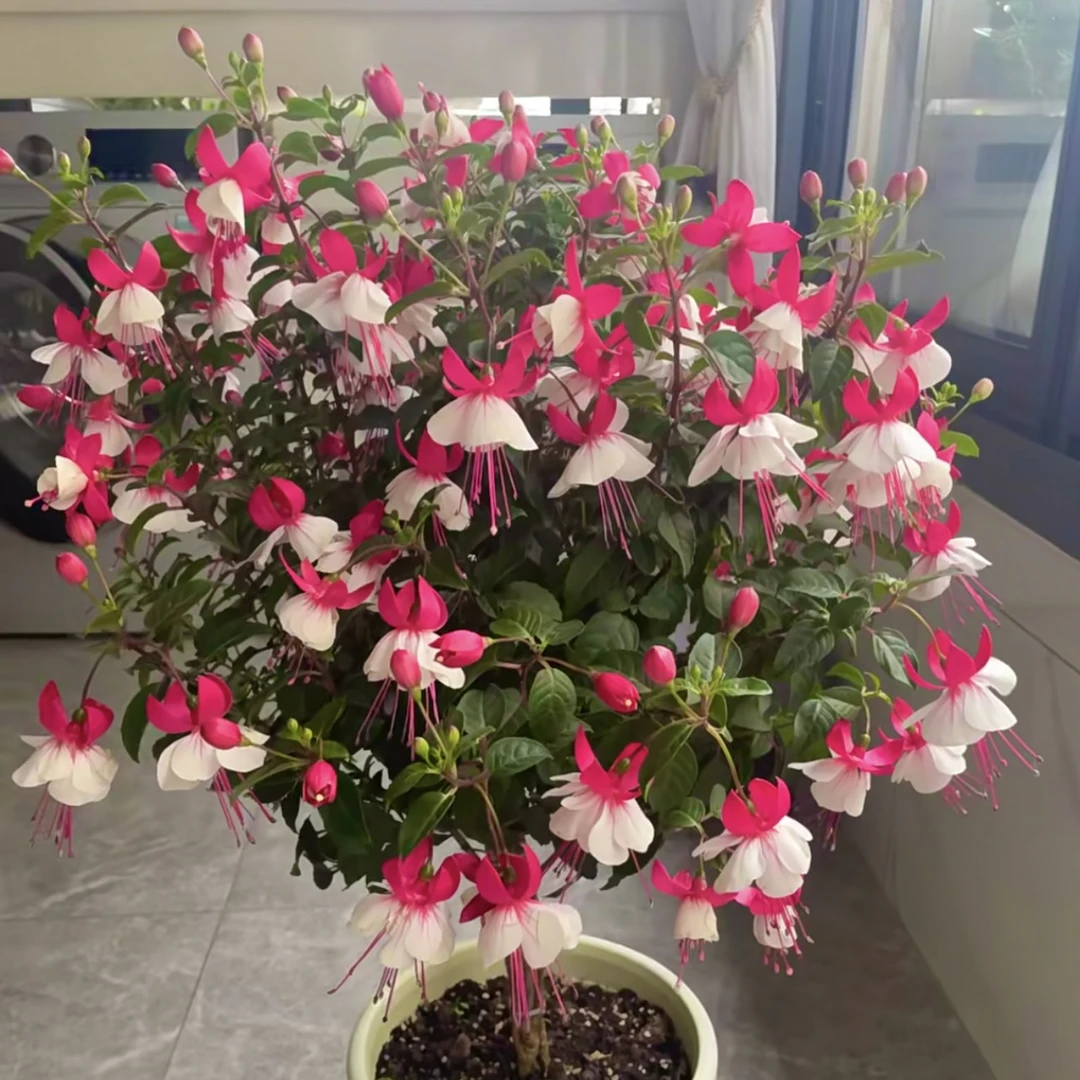 倒挂金钟棒棒糖【粉白色】木本老桩多年生爆花机器花园阳台庭院植物