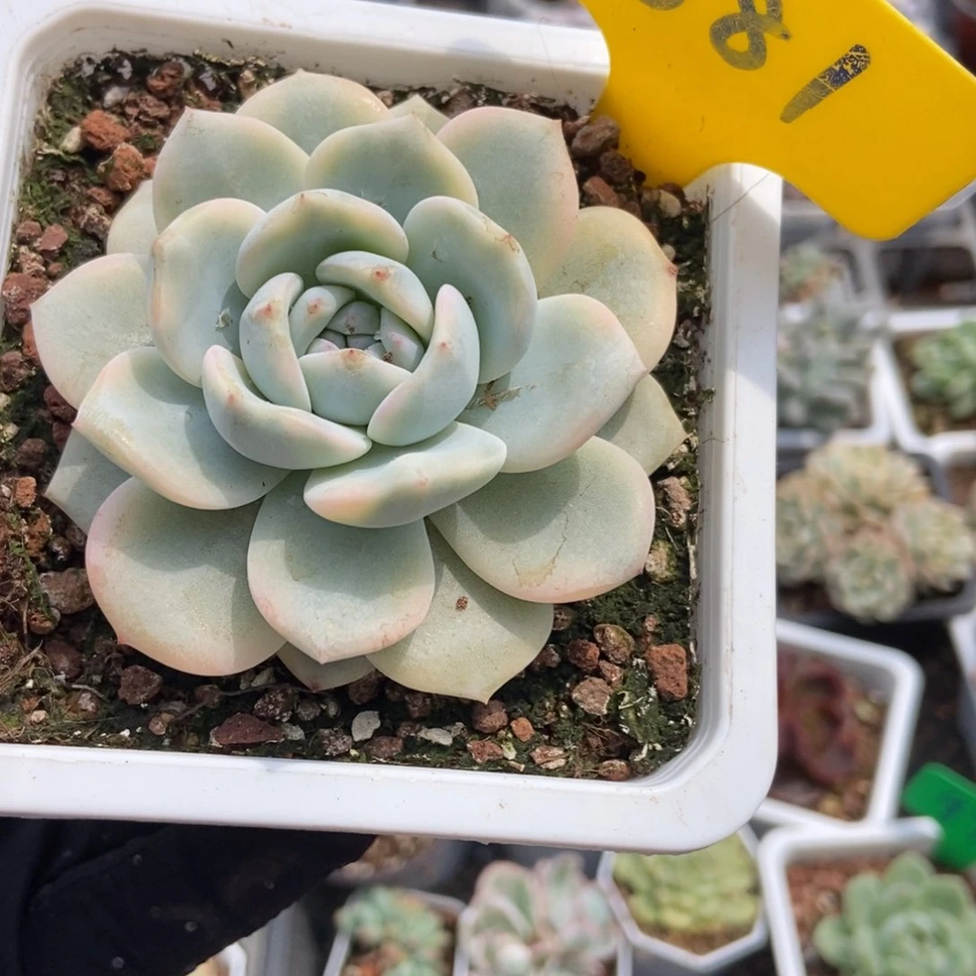 881梦露锦多肉植物