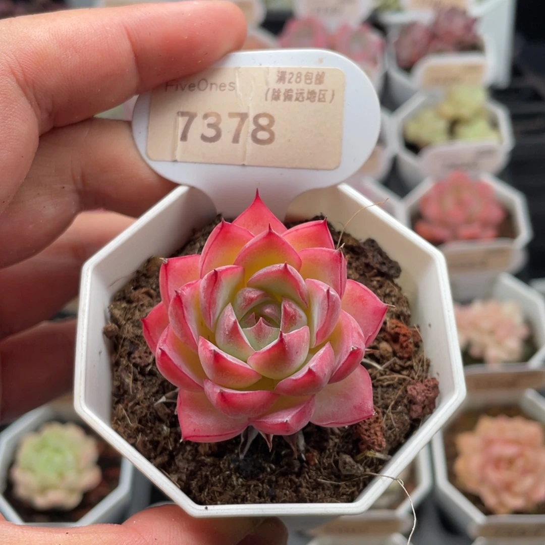 粉水晶7378-4厘米