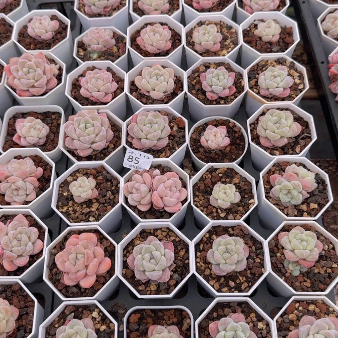 修****绘一筐冰玉脱土发货85号