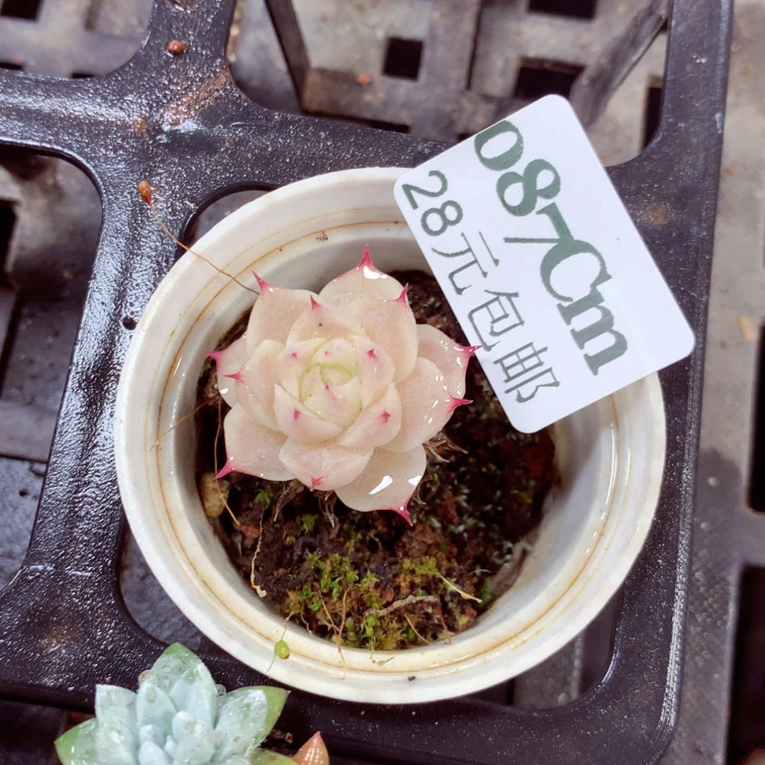 5厘米盆精控多肉087