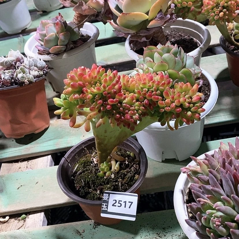 【闪购商品】柠檬手指缀2517