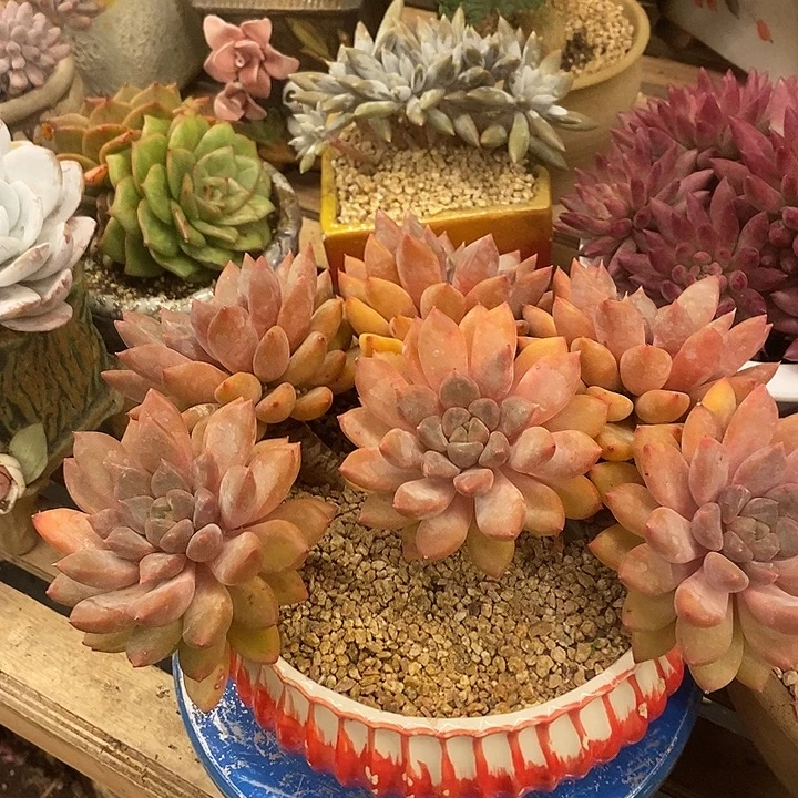多肉植物肉肉植物
