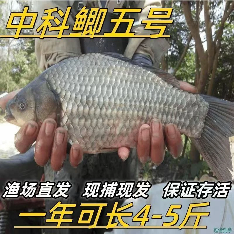鲫鱼苗活体淡水养殖观赏鱼耐寒易养中科五号工程鲫