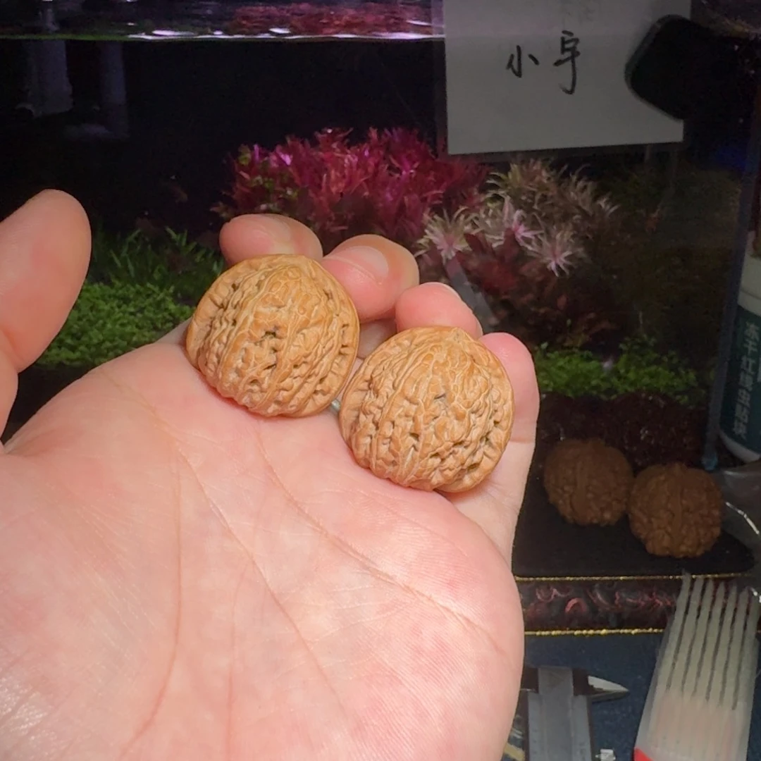 核桃把件1208号30白狮子文玩核桃