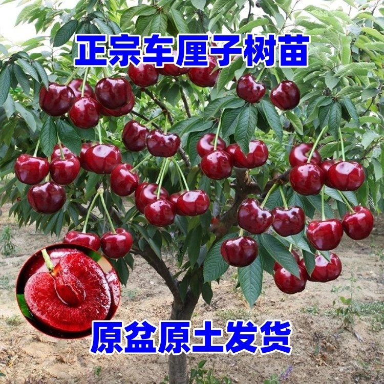 车厘子树苗樱桃树苖南方北方种植盆栽庭院果树矮化樱桃树大樱桃苗