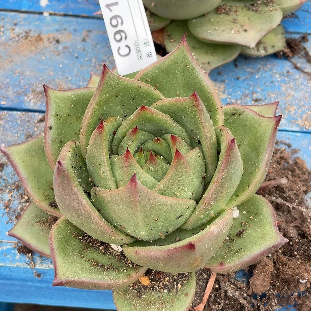 若如东云单拍C991