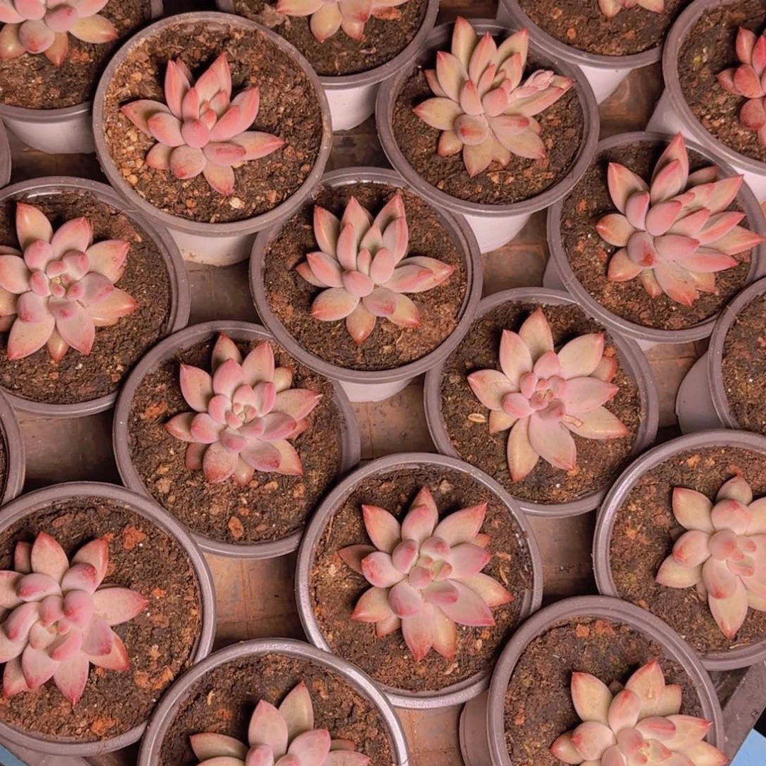 虞美人福利11111111111