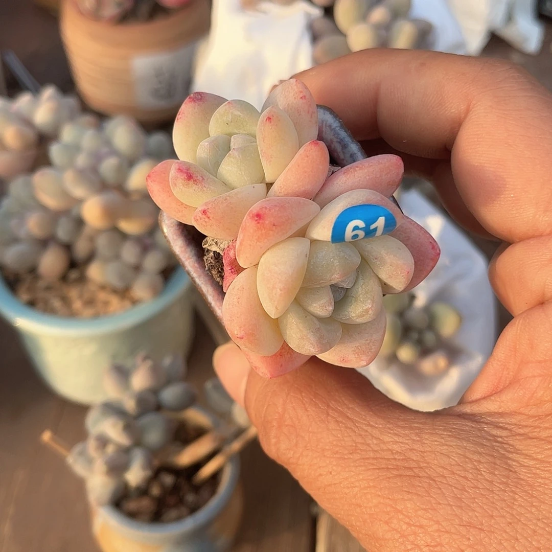 冰玉 带盆发货 3.5口盆