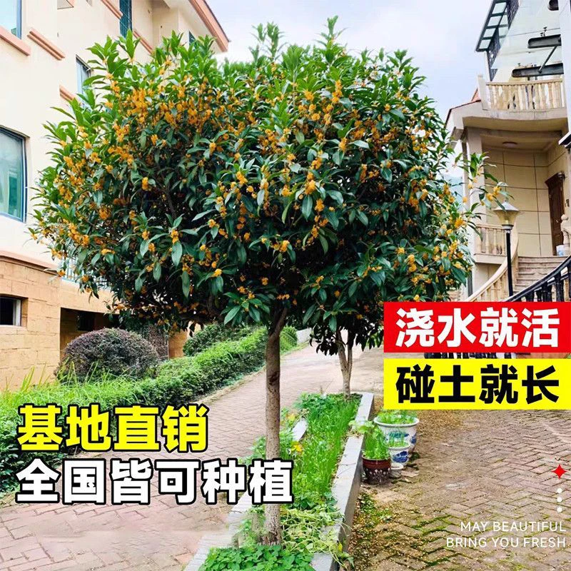 【金桂丹桂】正宗丹桂金桂桂花树苗盆栽花卉植物淡香绿植阳台庭院