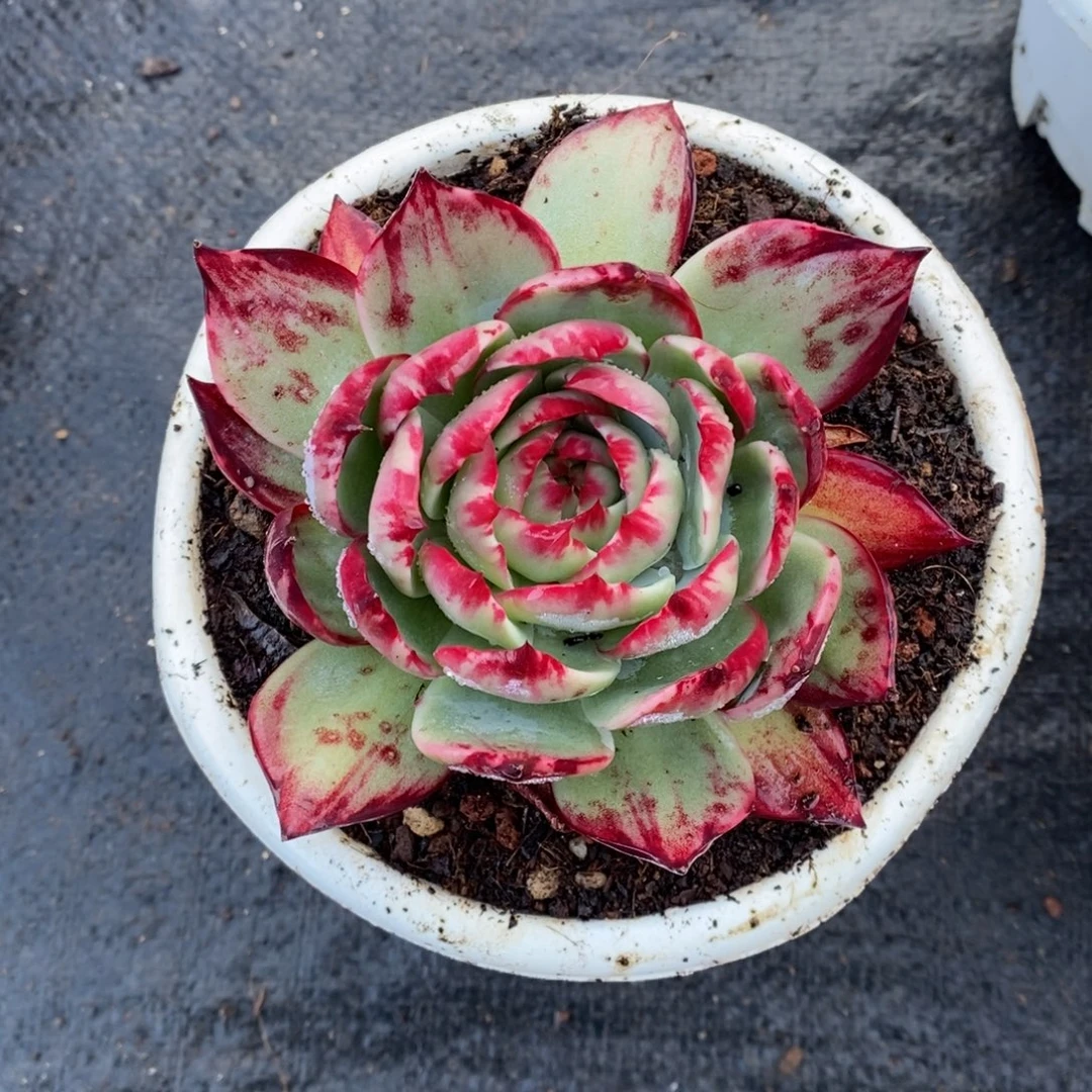 遇***你        237。