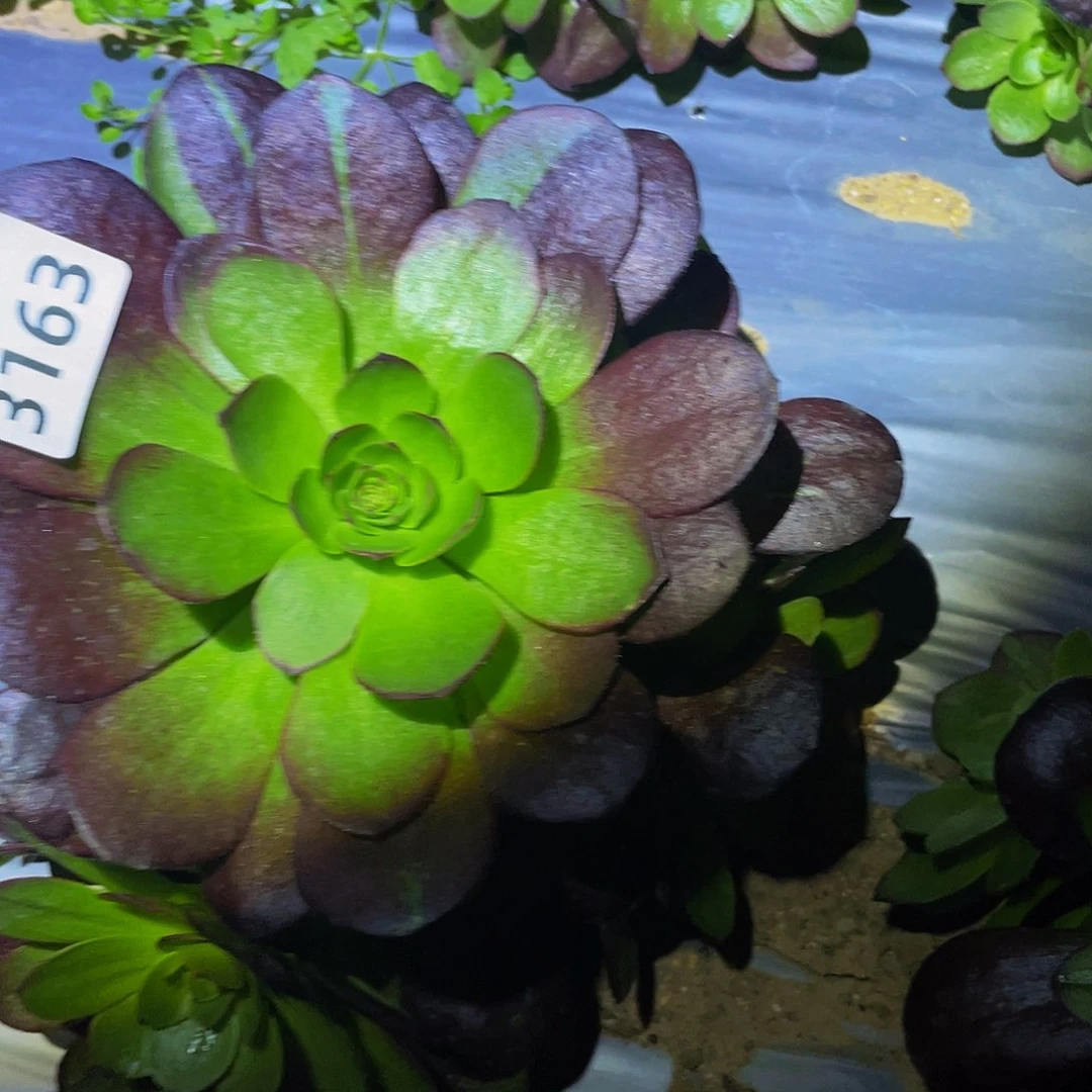 3162黑寡妇多肉植物