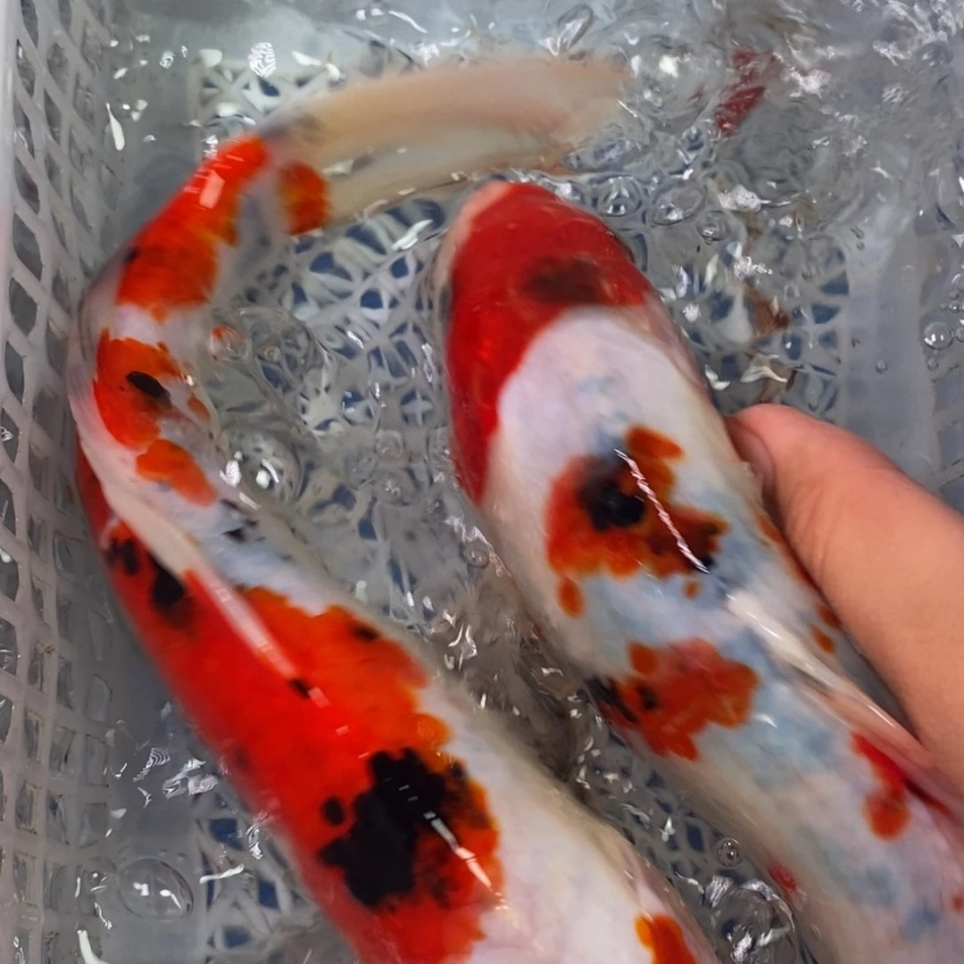 锦鲤冷水锦鲤包邮