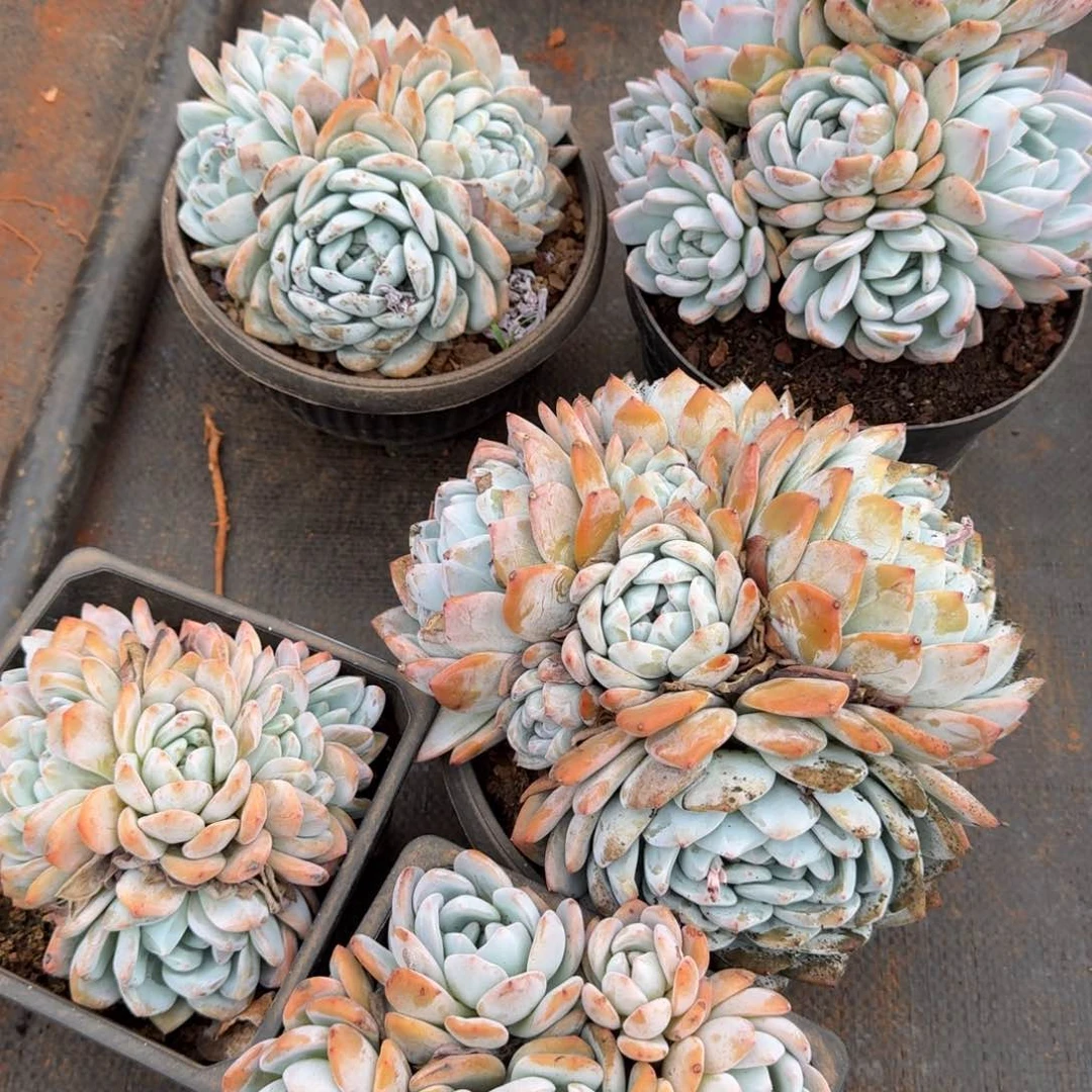 不开花植物小群橙梦路