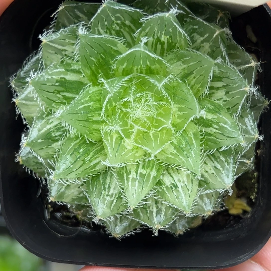 45塞米维娅玉露锦