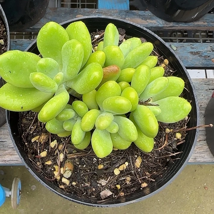 青蛙王子儿童牙膏套装女11