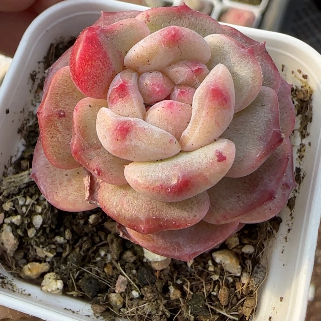 多肉小卡拉米糖心一物一拍