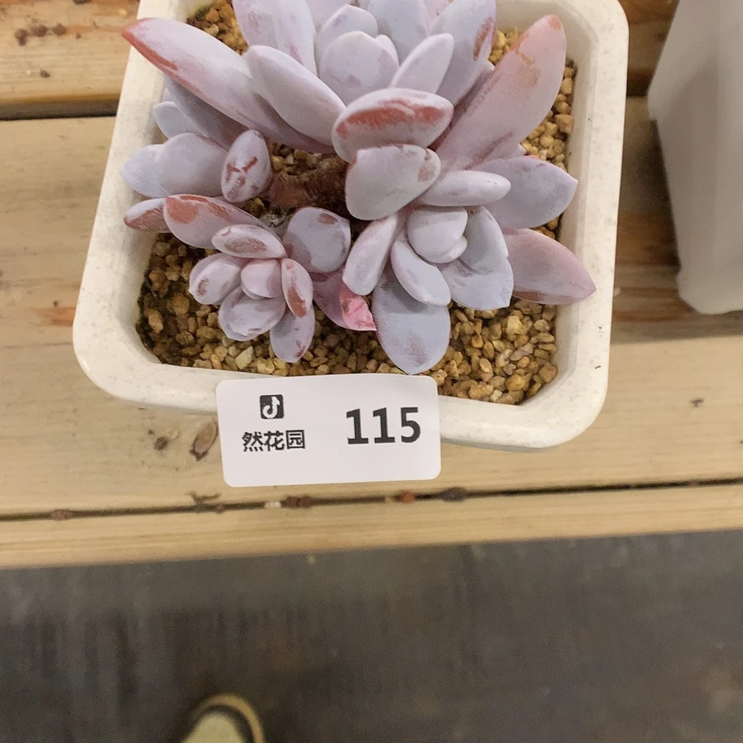 115雪莲多肉植物666