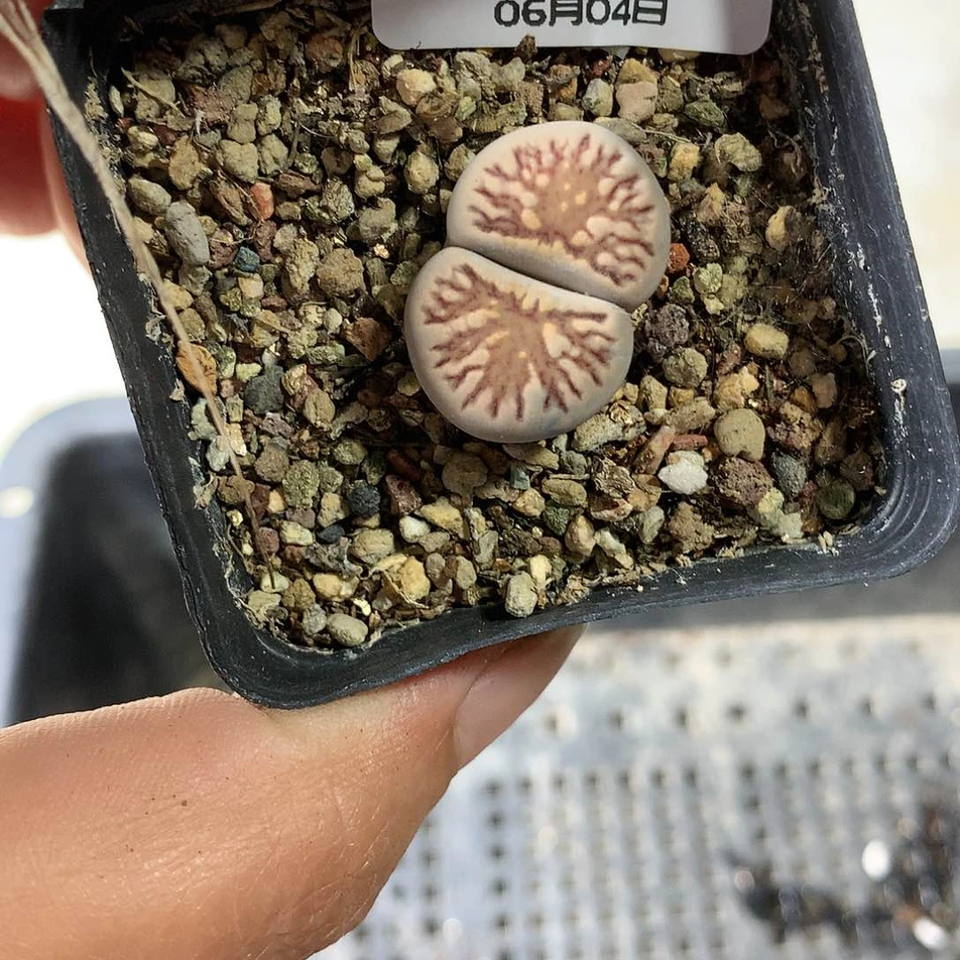 E55多肉植物保护研究所