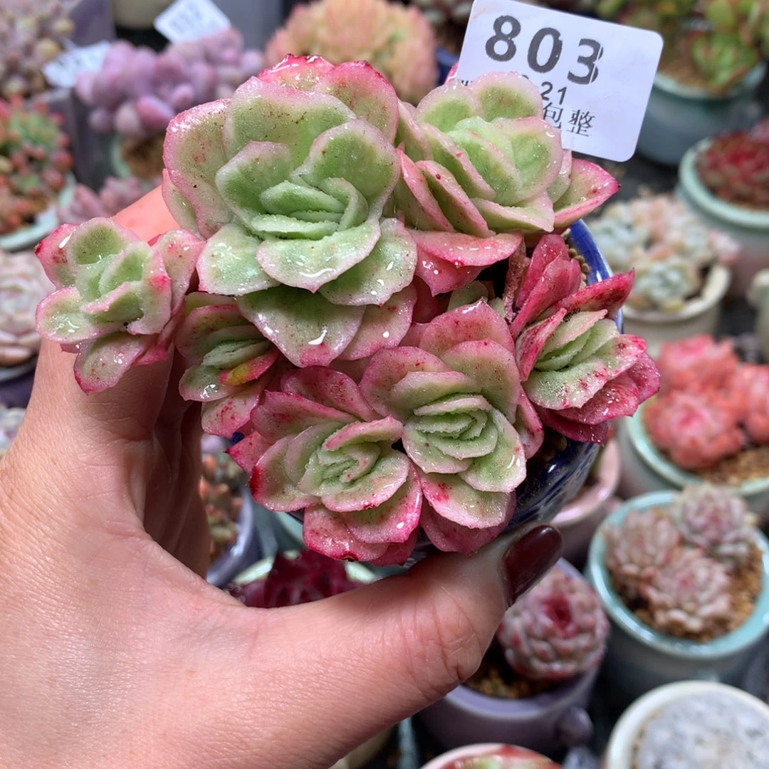 精控拇指盆12.21803