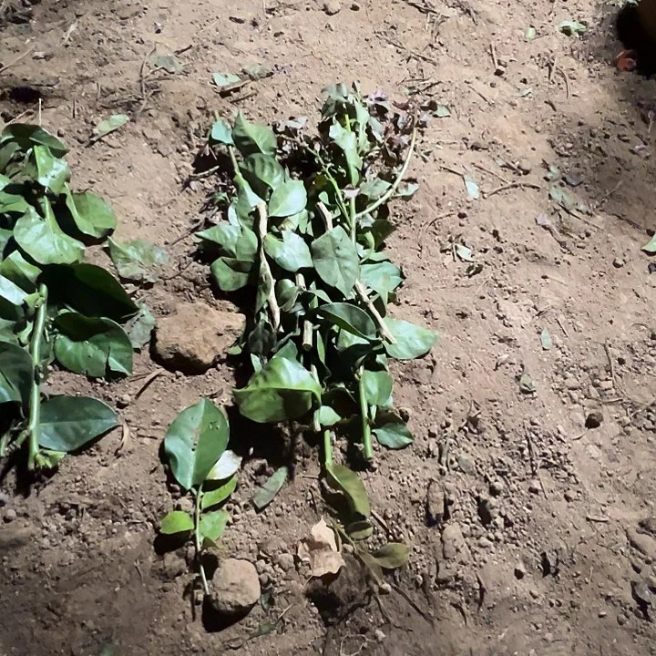 9.9一堆叶仙枝条，，，