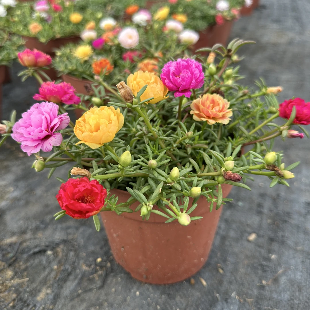 重瓣混色太阳花苗带花苞多年生好养活室内外花卉绿植