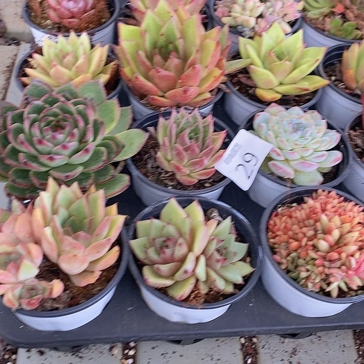 29 多肉植物盆栽植物