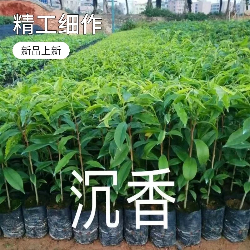 南北方种植南方沉香树苗金丝楠木树苗实生苗带土杯种子苗广东发货