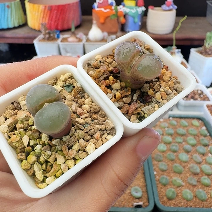 多肉植物福利风铃7475