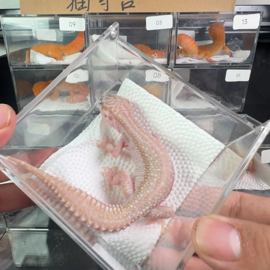 豹纹守宫超级雪花红眼暴龙妹妹