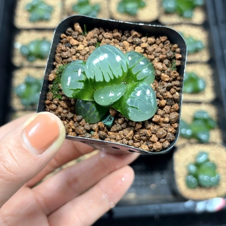 水晶葡萄克多肉植物